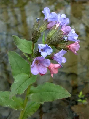 Медуница сахарная пятнистая 'Mrs Moon' (Pulmonaria s. 'Mrs Moon')