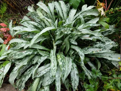 Медуница неясная (Pulmonaria obscura Dumort.)