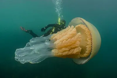 Волшебная медуза - 58 фото