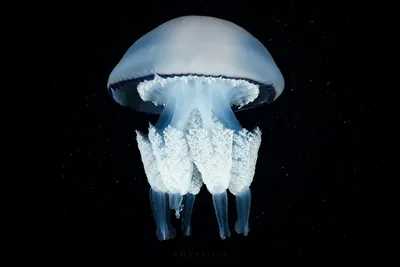 Медуза апокалипсис - 57 фото