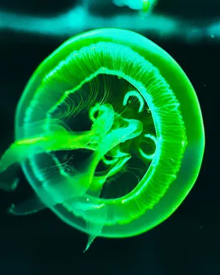 Медуза рисунок - 74 фото