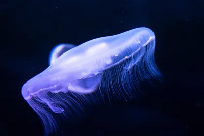 Самая большая медуза в мире | Lion's mane jellyfish, Lion mane, Ocean  creatures