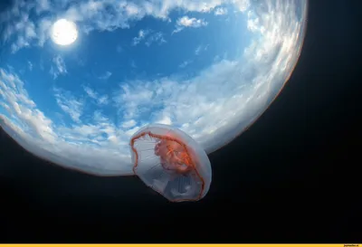прекрасный Морские животные медуза Морская рыба медуза PNG , аквариумная  медуза, мультфильм морских животных медузы, стороны обращено медуз PNG  картинки и пнг PSD рисунок для бесплатной загрузки