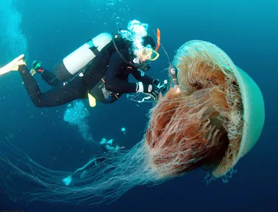 Пирсинг медуза: особенности, украшения и сережки