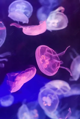 картинки : Медуза, Синий, Морская биология, воды, Cnidaria, организм,  Морские беспозвоночные, морское млекопитающее, Биолюминесценция, море,  Подводный, плавник, Электрический синий, Китообразный, океан, Глубоководная  рыба, Зоопланктон, Беспозвоночный ...