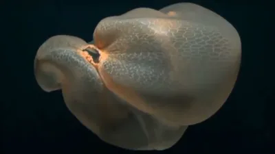 Медуза-крестовик — Википедия