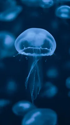 картинки : Медуза, Беспозвоночный, тело человека, Иллюстрация, Cnidaria,  Орган, Макросъемка, организм, Морская биология, Морские беспозвоночные,  Глубоководная рыба 2376x1581 - - 440237 - красивые картинки - PxHere