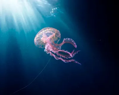 Медуза арт - 76 фото