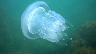 Обои вода, медуза, медузы, щупальца, под водой картинки на рабочий стол,  раздел разное - скачать