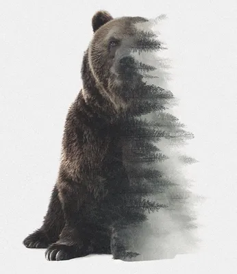 Красивый арт: медведь» — создано в Шедевруме