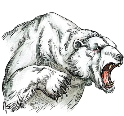 Белый медведь | Белый медведь, Белые медведи, Изображения медведей