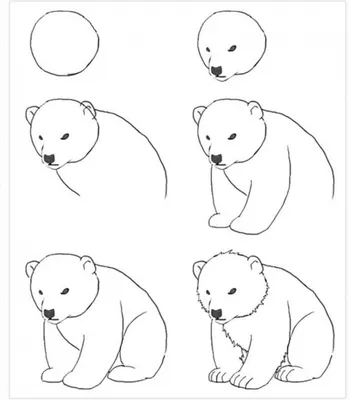 How to draw a bear face with a pencil. Drawing lesson - YouTube