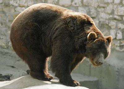 Флаг России с медведем и надписями