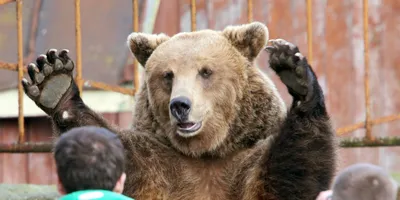 Картина для интерьера Бурый медведь национальный символ России, символ РФ  (4) 30х40 - купить по низкой цене в интернет-магазине OZON (892111897)