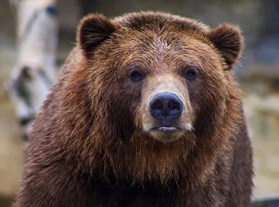 Экологи США: через 10 лет в России полностью вымрут белые медведи - Delfi RU