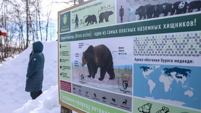 Иллюстрация Россия-Медведь в стиле 2d, графика, персонажи |