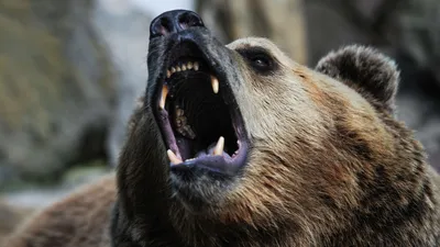 Молодой боксер смог убить разъяренного медведя в России - ,  Sputnik Казахстан
