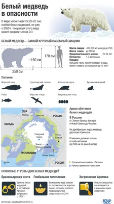 Моя Россия (#Моя Россия, Моя Россия) :: ушанка :: балалайка :: медведь ::  фэндомы / картинки, гифки, прикольные комиксы, интересные статьи по теме.