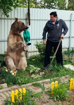 В русской семье вот уже 20 лет живет медведь Степан | Пикабу