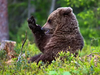 13 декабря в России отмечается День медведя