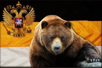 Русский медведь | Герб, Индейские символы, Изображения медведей