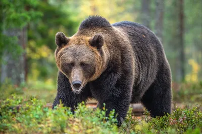 Как на Ямале женщина от медведя спаслась | Приуралье | Дзен