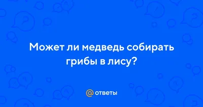 В Латвии обитает 70-80 бурых медведей. Безопасно ли собирать в лесах грибы  и ягоды? - Nashrezekne