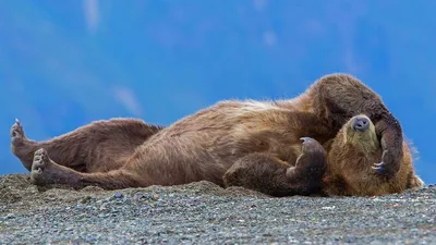 Заготовка под значок Белый медведь спит zag-zn-bear-32 купить в  интернет-магазине krapivasu