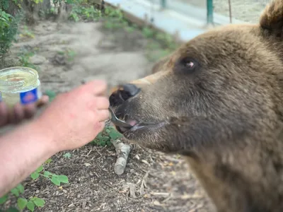 Камчатский бурый медведь лежит в районе ручья Горячего в Долине гейзеров |  Фотографии: камчатский бурый медведь | Фотографии Камчатки | Камчатский  край, Петропавловск-Камчатский — краеведческий сайт о Камчатке: история  Камчатки, география и