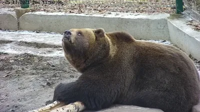 Спать пора! Тян-шанские бурые медведи перед спячкой дефилируют перед  фотоловушками - , Sputnik Казахстан