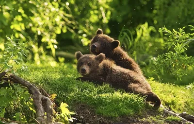 Медведи в Абхазии