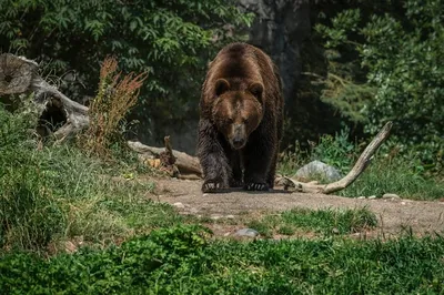 Медведь живущий в лесу - 76 фото