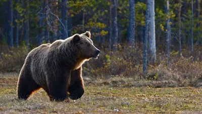 Медведи в лесу - картина художника Разживина