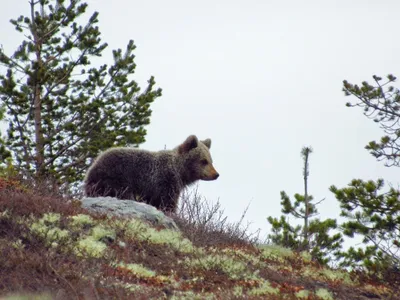 Как спастись от медведя в лесу - Рамблер/путешествия