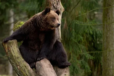 Во владимирских лесах повысилась опасность столкновения с медведями -  новости Владимирской области