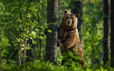 Что делать, если встретились с медведем в лесу - ГЛХУ «Тетеринское»