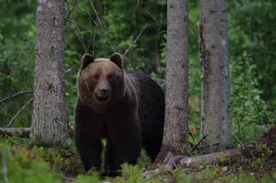 Очки зрения медведя: глазами хищника в лесу | Медведь в лесу Фото №1337981  скачать