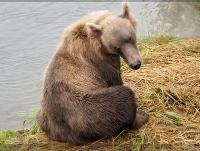 Увидел медведя впервые». Погнавшийся за косолапым водитель объяснил причину  своего поступка / Статья