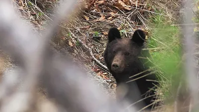 Чита | Очевидцы заметили медведя в посёлке Антипиха в Чите - БезФормата