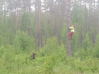 Бедолагу медведя с банкой сгущенки в пасти спасут – найден способ -  KrasnoyarskMedia