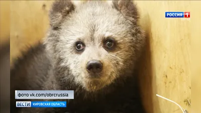 ФОТО | С обочины дороги спасли двухмесячного медвежонка. Косолапому уже  нашли новый дом - Delfi RUS