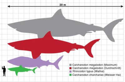 Мегалодон – Carcharodon megalodon – Рыбы – Динозавры