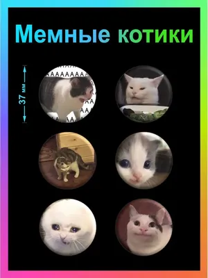 Портреты мемных котов | Пикабу