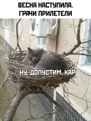 ГыГы Приколы - смешные мемы, видео и фото - выпуск №591427