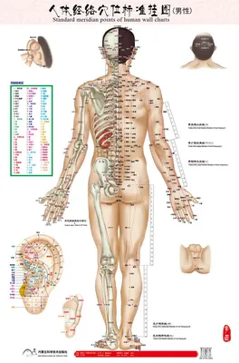 Стандартный пункты меридиана человека настенный мужской/женский  акупунктурный массаж точки карта чарт HD 3 на китайском и английском языках  | AliExpress