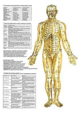 Атлас меридианов тела человека, атлас точек акупунктуры. Диагностика по  меридианам — Ведапульс
