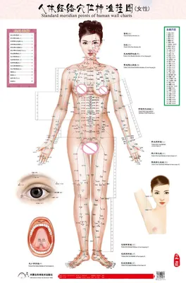 Анатомические поезда. Миофасциальные меридианы для мануальных терапевтов и  специалистов по движению – Книжный интернет-магазин  Polaris