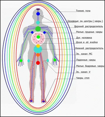 Меридианы тела картинки