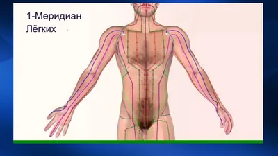 Построение меридионально-гомеостатической модели взаимодействия и  взаимовлияния органов человеческого тела