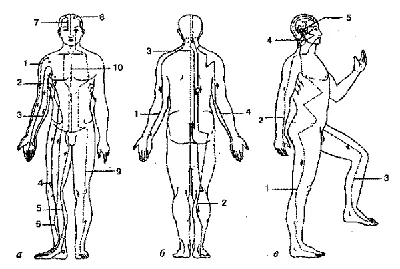 Меридианы человека | Китайская медицина